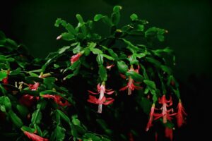 Cactus di Natale in fiore, con petali colorati su sfondo verde, simbolo di cura e fioritura continua.