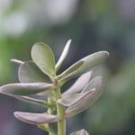 Albero di Giada in vaso, evidenziando le aree sbagliate per la sua collocazione in casa.