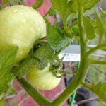 Coltivazione di pomodori usando il trucco del filo, senza sostegni visibili.