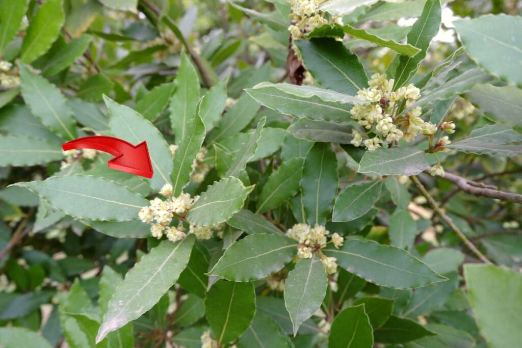 Non fare questo errore con l’alloro: ecco cosa succede se lo metti nel posto sbagliato