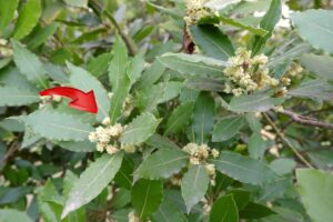 Non fare questo errore con l'alloro: ecco cosa succede se lo metti nel posto sbagliato