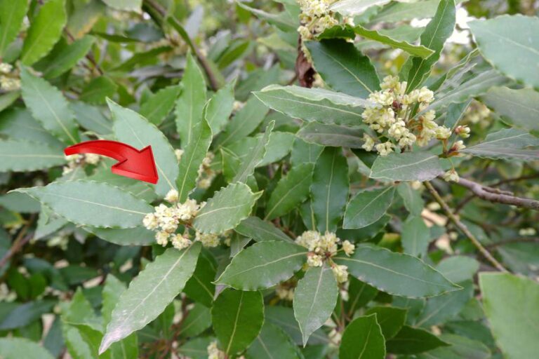 Non fare questo errore con l'alloro: ecco cosa succede se lo metti nel posto sbagliato