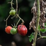 Pomodori in crescita con concime naturale per migliorare la salute delle piante.