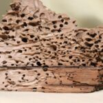 Immagine di tarli e insetti del legno su un pezzo di legno danneggiato.