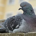 Piccione su un balcone sporco, con finestre macchiate, simbolo del problema da risolvere.