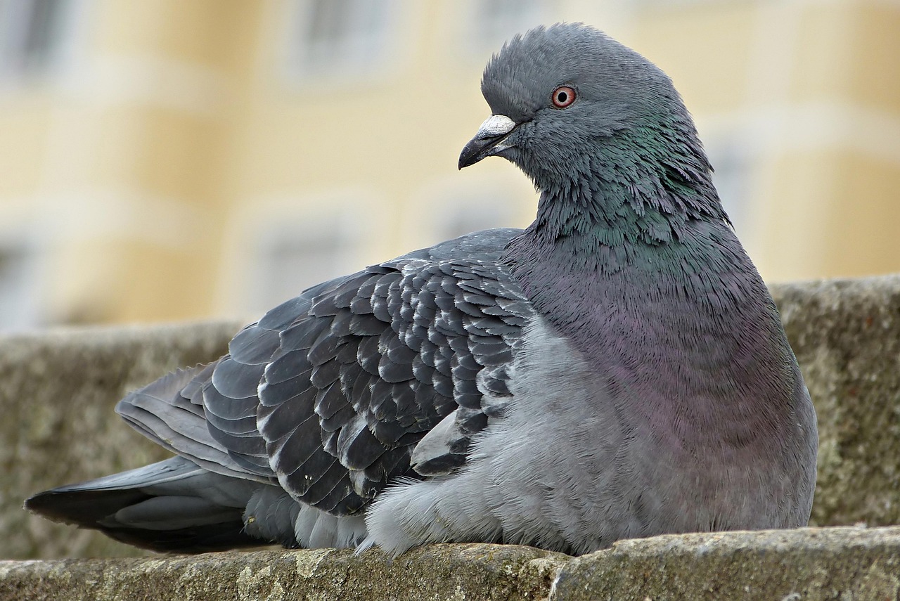 Piccione su un balcone sporco, con finestre macchiate, simbolo del problema da risolvere.